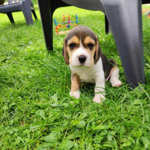 Chiots beagle tricolores #1