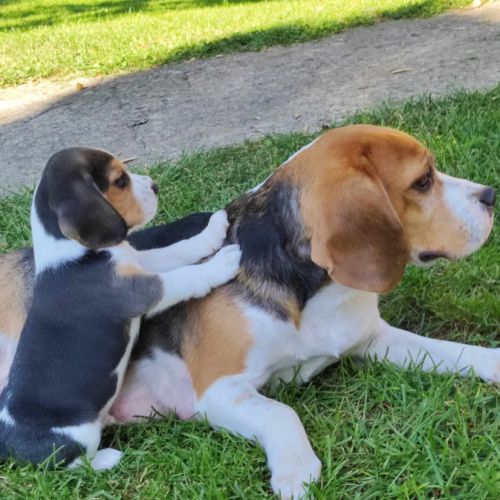 Chiots beagle tricolores