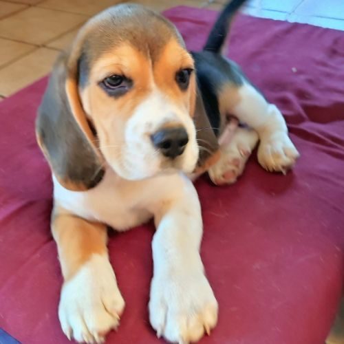 Chiots beagle tricolores #4