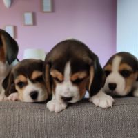 Chiots beagle tricolores #2