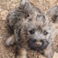 Chiot cairn terrier #1