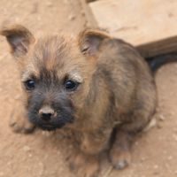 Chiot cairn terrier #4