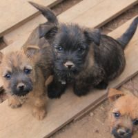 Chiot cairn terrier #5