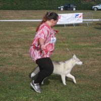 Jeunes femelles husky lof issues de parents testés #4