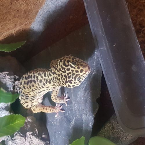 Gecko leopard #0