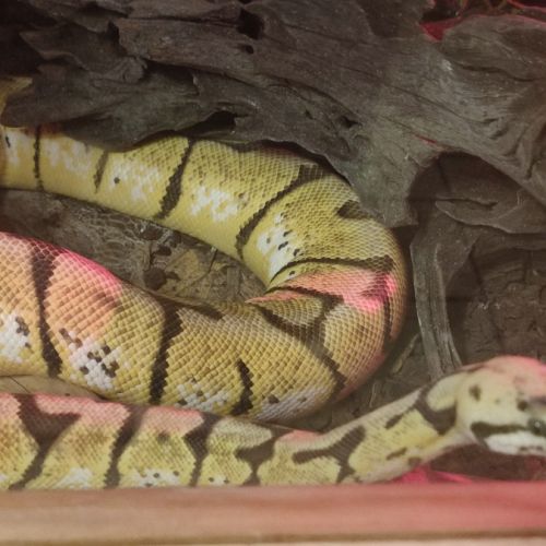 Femelle python #3