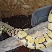 Femelle python #1
