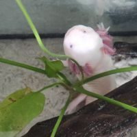 Amphibiens axolotls #2