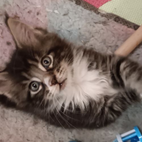 Chatons maine coon #5