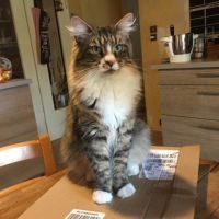 Chatons maine coon #2