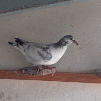 Pigeons type voyageur #3