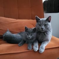 Adorables chatons chartreux #2