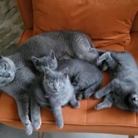 Adorables chatons chartreux #3