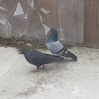 Pigeons type voyageur adultes #3