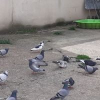 Pigeons type voyageur adultes #8