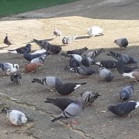 Pigeons type voyageur adultes #9