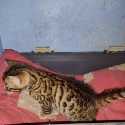 Urgent ! portée de 5 chatons type bengal dispos. #1