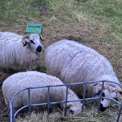 Trio des moutons thones et marthods