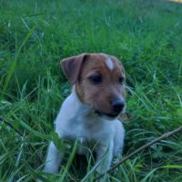 Chiots jack russel terrier #3