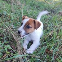 Chiots jack russel terrier