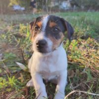 Chiots jack russel terrier #6