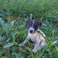 Chiots jack russel terrier #7