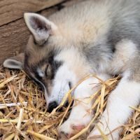 Magnifiques chiots husky sibérien lof à réserver #5