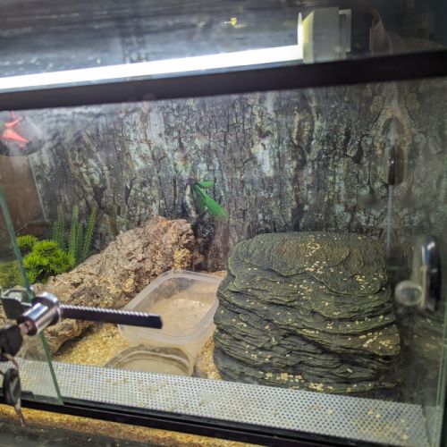 Vends gecko léopard avec son terrarium complet #3
