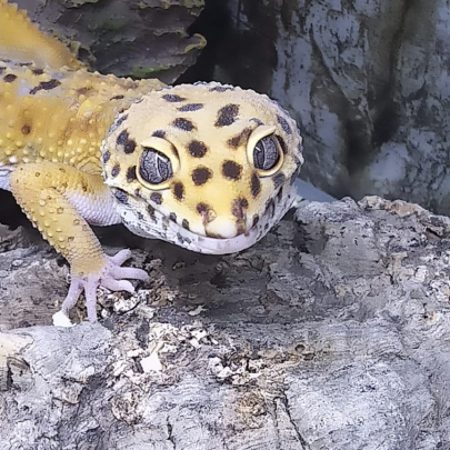 Vends gecko léopard avec son terrarium complet #0