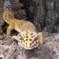 Vends gecko léopard avec son terrarium complet #4