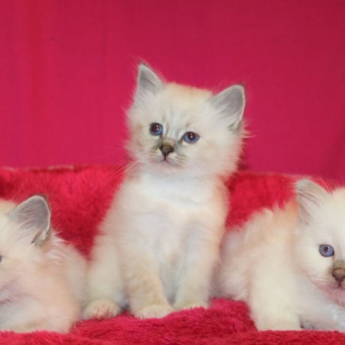 Adorables chatons sacré de birmanie inscrits loof