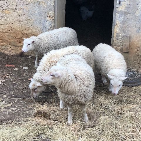 Deux agnelles croisé ouessant charmois
