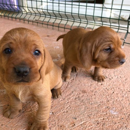 Basset Fauve De Bretagne Vendre