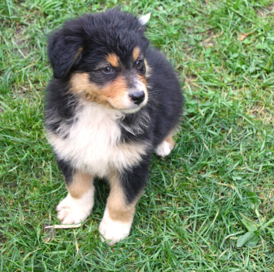 Chiot Berger Australien A Vendre 76320