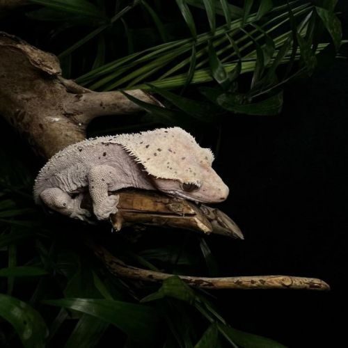 Couple gecko à crête #2