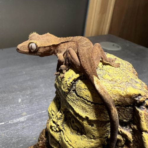 Gecko à crête juvénile