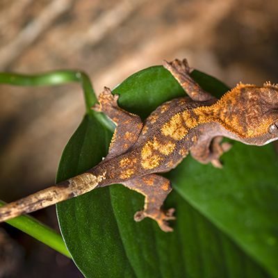 Gecko à crête juvéniles #1