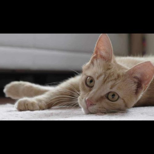 Biscotte, adorable chaton à l'adoption
