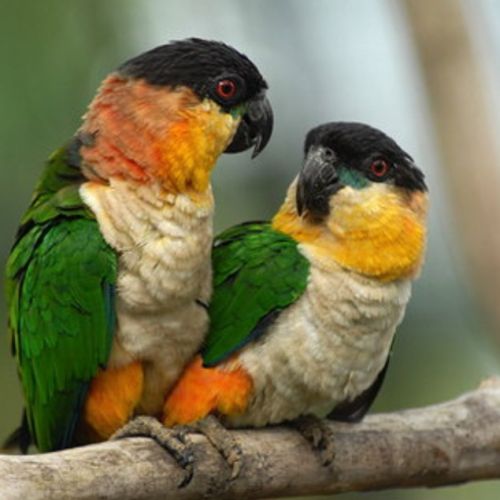 Couple perroquet caïque à tête noire