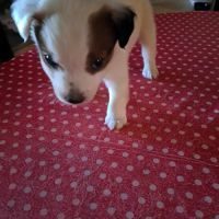 Chiot jack russell terrier #1