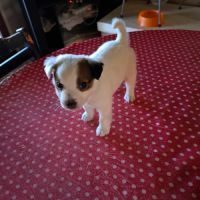 Chiot jack russell terrier #4