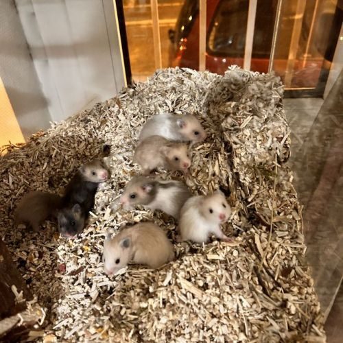 Hamster syriens/dorés