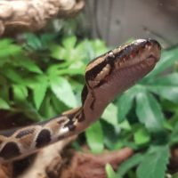 Python mâle het pied