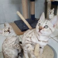 Chaton bengal brown et snow loof