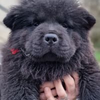 Chiots chow chow #3
