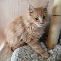 Beau chaton maine coon red blotched tabby