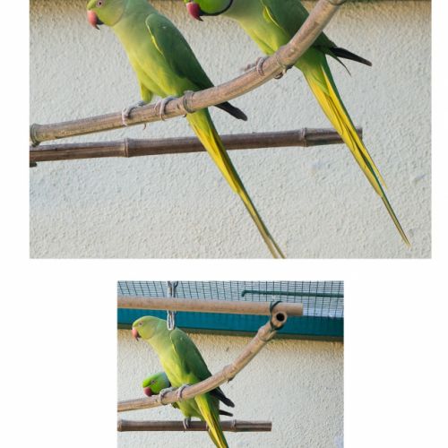 Couple de perruches à collier vertes