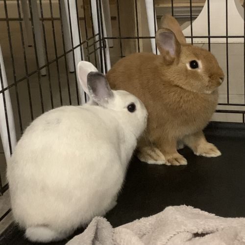 2 lapins à vendre ensemble