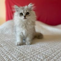 Magnifiques chatons british longhair loof #1