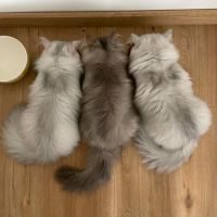 Magnifiques chatons british longhair loof #3